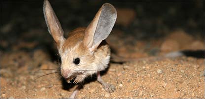 Jerboa